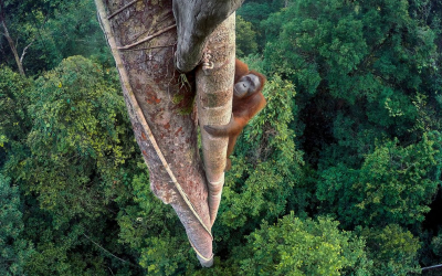 Победничките фотографии од Wildlife Photographer of the Year