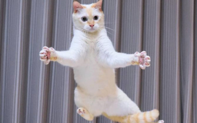 Јапонска нинџа-мачка го освојува интернетот